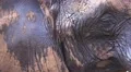 4k African elephant closeup facial expression 4k or 4k+ Resolution