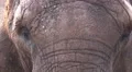 4k African elephant closeup facial expression 4k or 4k+ Resolution