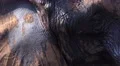 4k African elephant closeup facial expression 4k or 4k+ Resolution
