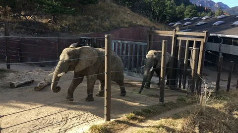 4K African Elephants Leaving Gate in Cheyenne Mountain Zoo Colorado Springs, CO Stock Footage 101000489