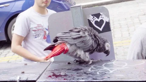 4K African grey parrot plays on newspaper box in Seattle Washington during day Stock Footage 73503546