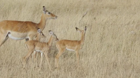 4K African Impala 2 Stock Footage 116162495