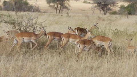 4K African Impala 3 Stock Footage 116161990