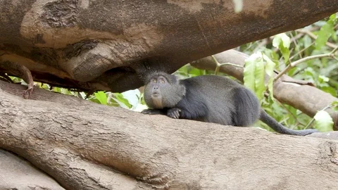 4K African Monkey 1 動画素材 116163909