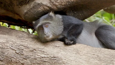 4K African Monkey 2 Stock Footage 116163880