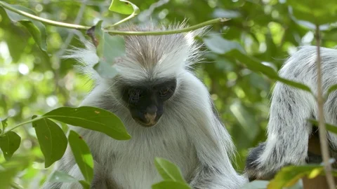 4K African Monkey 20 Stock Footage 116164586