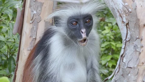 4K African Monkey 21 Stock Footage 116164384