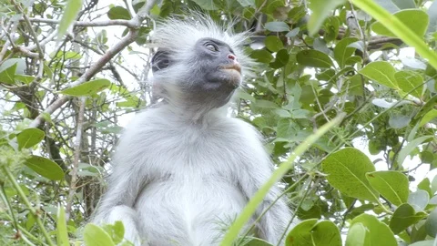 4K African Monkey 22 Stock Footage 116164317