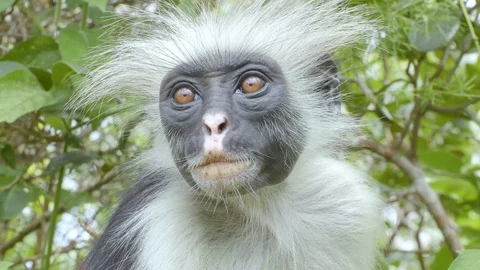 4K African Monkey 23 Stock Footage 116164379