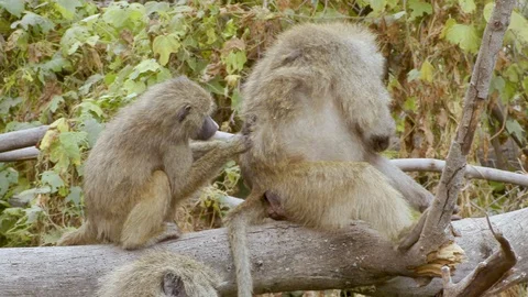 4K African Monkey 3 Stock Footage 116163788