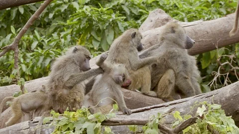 4K African Monkey 4 動画素材 116164676