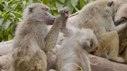 4K African Monkey 5 Stock Footage 116165135