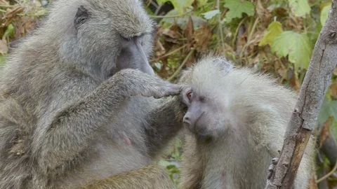 4K African Monkey 6 Stock Footage 116165826