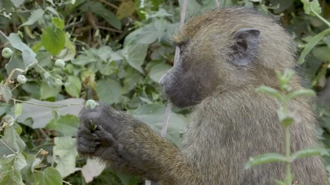 4K African Monkey 7 Stock Footage 116164691