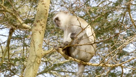 4K African Monkey 8 Stock Footage 116165112