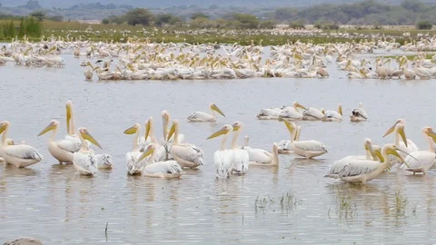 4K African Pelicans Stock Footage 116166327