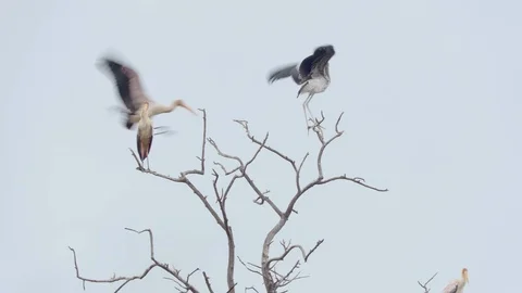 4K African Storks 1 Stock Footage 116165204