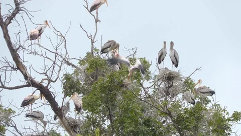 4K African Storks 2 Stock Footage 116166178