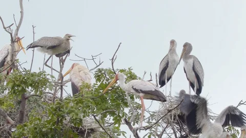 4K African Storks 3 Stock Footage 116166283