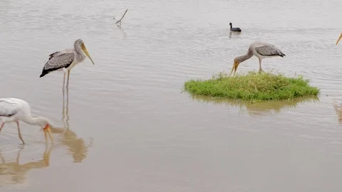 4K African Storks 4 Stock Footage 116167084