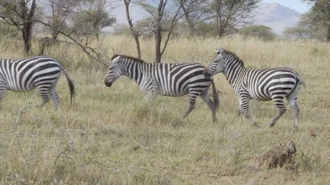4K African Zebra 20 Stock Footage 116166189