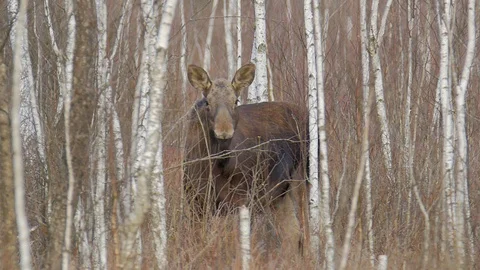 4K Agitated Moos Elk in between Birch trees, facing camera. Vidéo 121752858