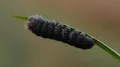 4K Agreeable Tiger Moth (Spilosoma congrua) Caterpillar 4k or 4k+ Resolution
