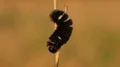 4K Agreeable Tiger Moth (Spilosoma congrua) Caterpillar 4k or 4k+ Resolution