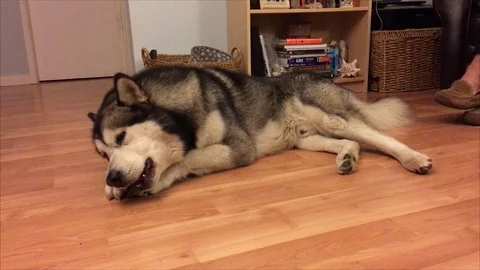 4K Alaskan Malamute Chewing on Bone Stock Footage 71553699