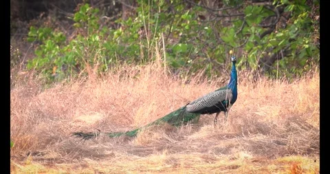 4K alert peacock looking back close up side profile Stock Footage 332758527