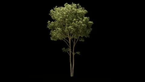 4k alpha Tree in wind loop animation Stock Footage