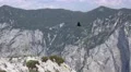 4k Alpine choughs couple flying Austria alps mountain Loser 4k or 4k+ Resolution