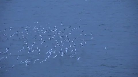 4K Amazing seagull flock fly above sea water at twilight wild free bird flying Stock Footage 78782453