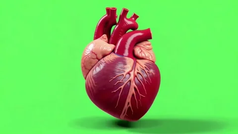 4K Anatomical Human Heart 3D Digital Illustration Cardiovascular Video stock 339267514