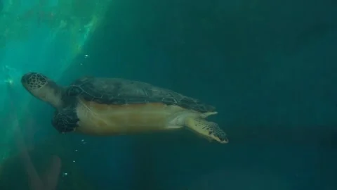 4K animal turtle real shot video Видео 334096646