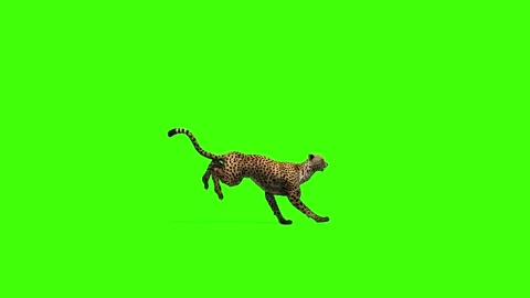 4k animation of a cheetah or leopard run... | Stock Video | Pond5