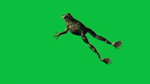 Frog Jump Animation Stock Footage ~ Royalty Free Stock Videos | Pond5