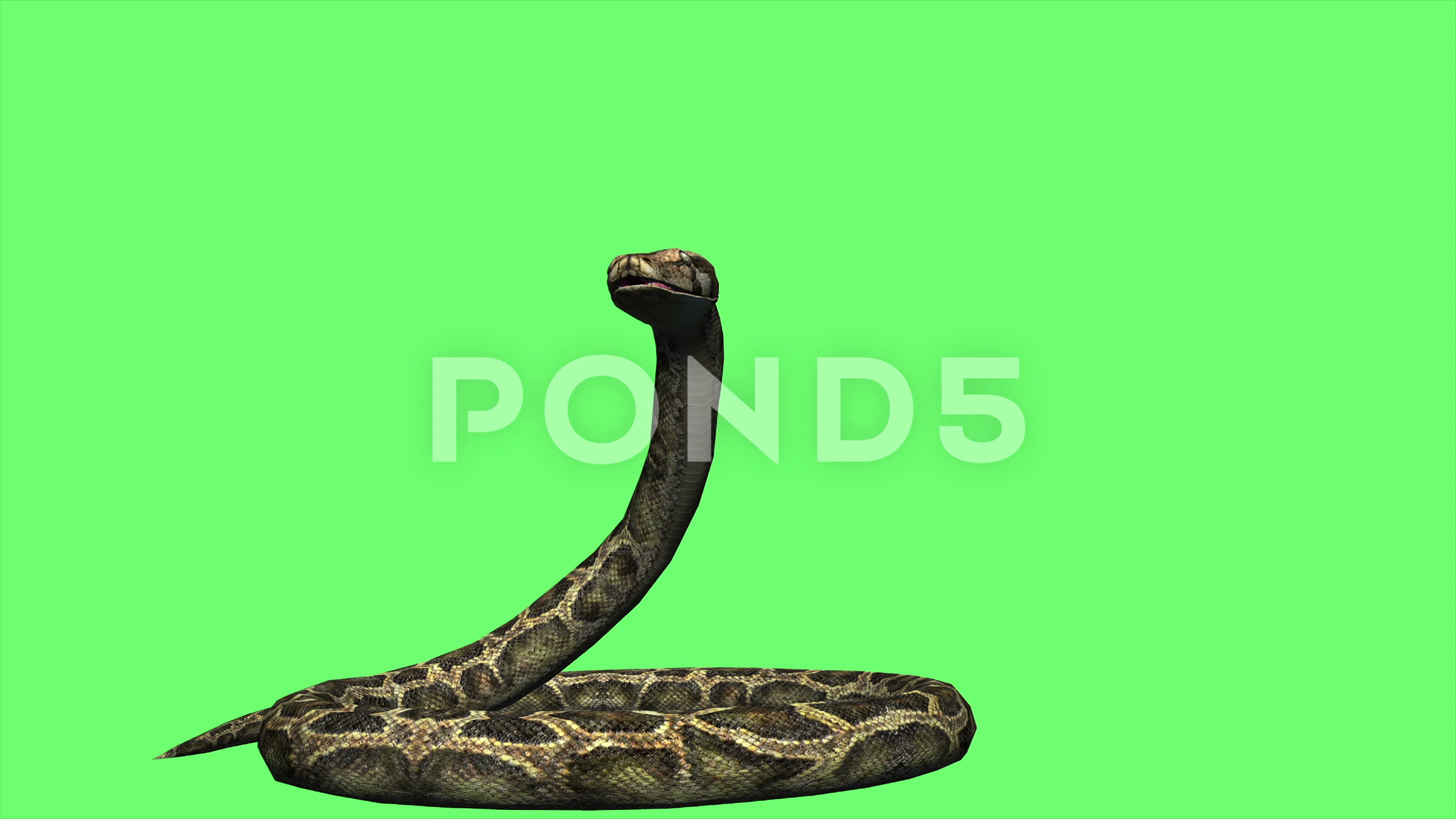 4k animation - Snake Python on the Gree... | Stock Video | Pond5