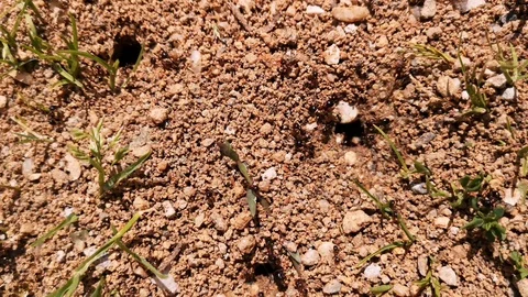 4k Ant Colony working on Building Anthill, sandy wild ground, insect life Stock Footage 106387589