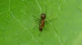 4K Ant (Formica inserta) Worker 1 4k or 4k+ Resolution