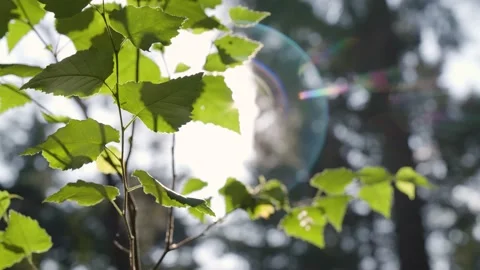 4K - Ant on leaf - Lens flare Stock Footage 239049400
