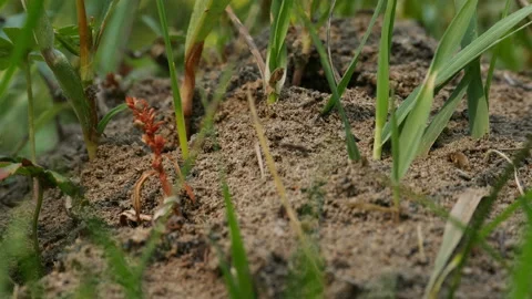 4k Anthill with grass Stock Footage 86599833