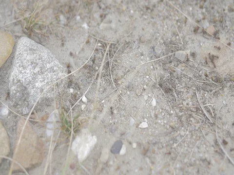 4k ants crawling on the ground (1) Stock Footage 75253894