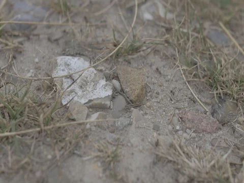 4k ants crawling on the ground (2) Stock Footage 75253673