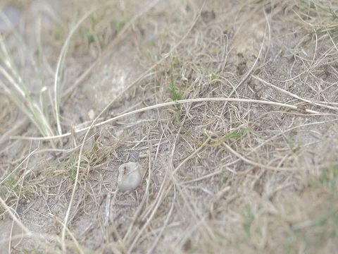 4k ants crawling on the ground (3) Video stock 75253859
