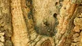 4K Ants (Formica subsericea) Tend Tuliptree Scales for Honeydew 4k or 4k+ Resolution