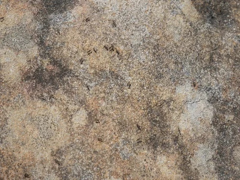 4k Ants moving quickly on the ground Stock Footage 83462647