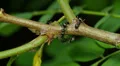 4K Ants tend Black Locust Treehoppers 1 4k or 4k+ Resolution