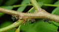 4K Ants tend Black Locust Treehoppers 2 4k or 4k+ Resolution