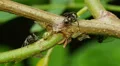 4K Ants tend Black Locust Treehoppers 3 4k or 4k+ Resolution